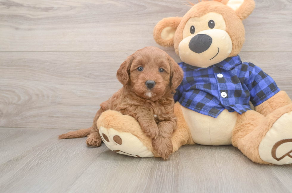 5 week old Mini Goldendoodle Puppy For Sale - Windy City Pups