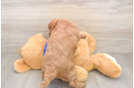 Smart Mini Goldendoodle Poodle Mix Pup