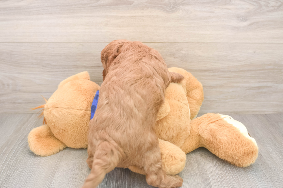 Smart Mini Goldendoodle Poodle Mix Pup