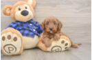 Cute Mini Goldendoodle Baby