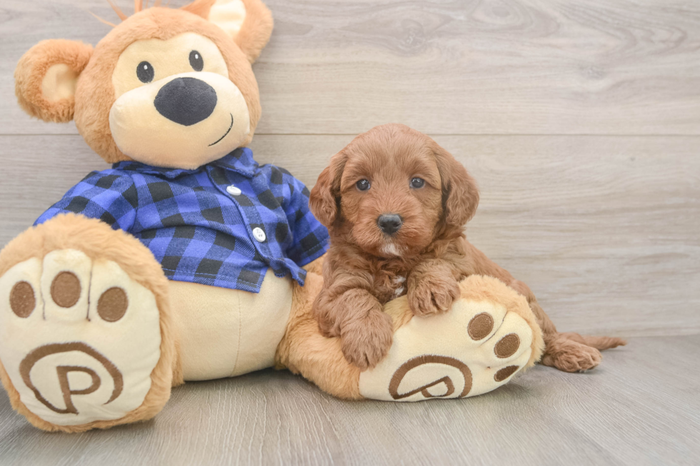 Cute Mini Goldendoodle Baby