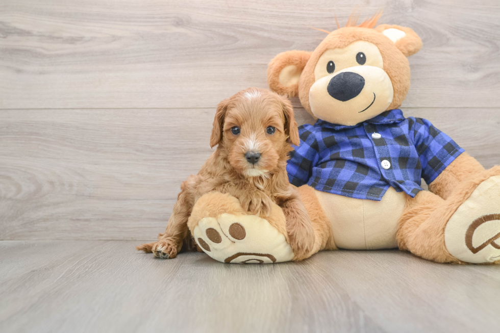 Sweet Mini Goldendoodle Baby