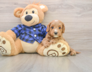 8 week old Mini Goldendoodle Puppy For Sale - Windy City Pups