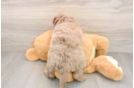Friendly Mini Goldendoodle Baby