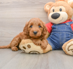 6 week old Mini Goldendoodle Puppy For Sale - Windy City Pups