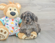 8 week old Mini Goldendoodle Puppy For Sale - Windy City Pups