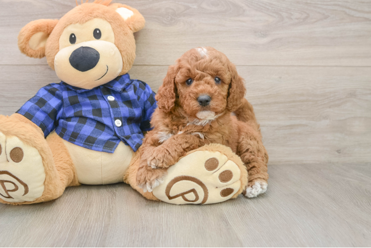 Sweet Mini Goldendoodle Baby