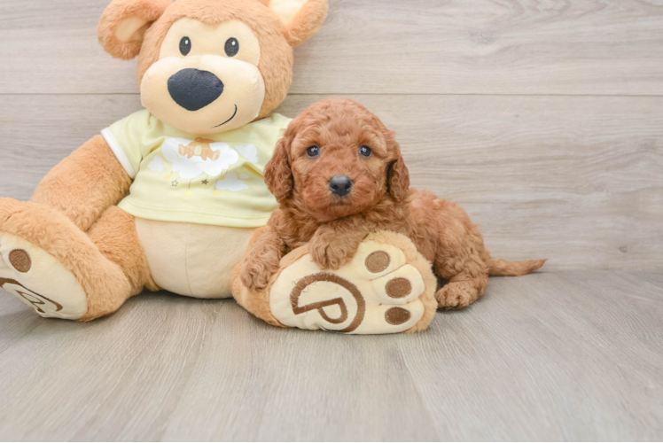 Popular Mini Goldendoodle Poodle Mix Pup