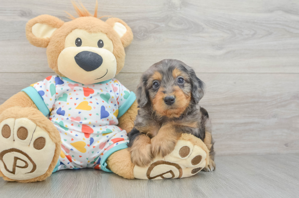 6 week old Mini Goldendoodle Puppy For Sale - Windy City Pups