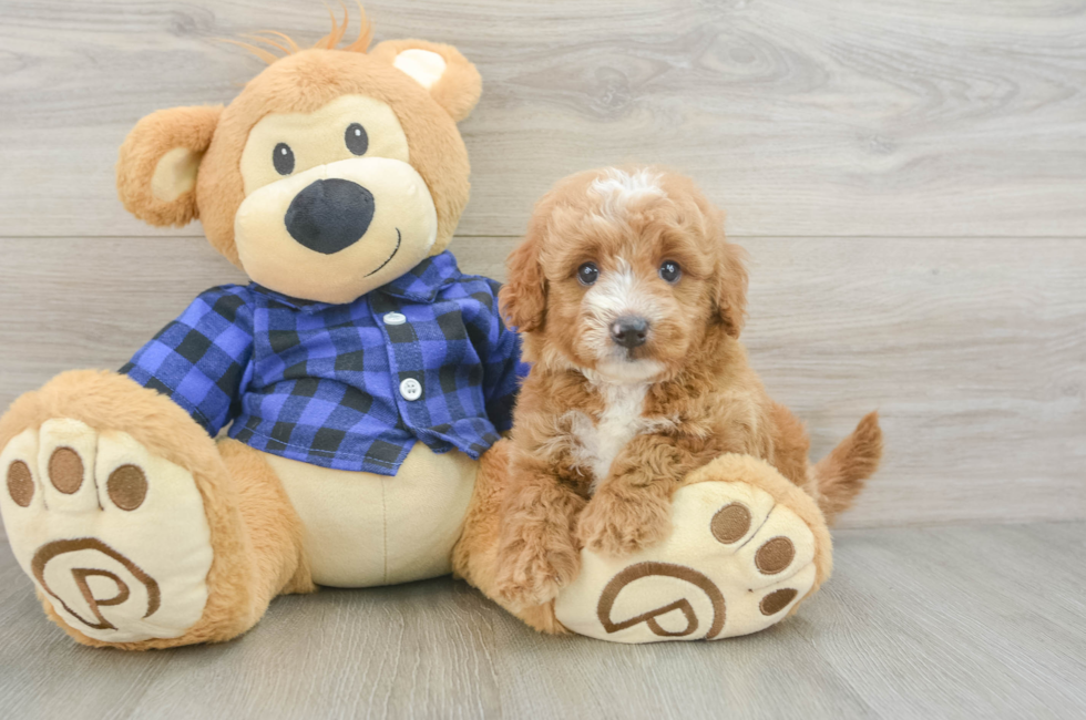 6 week old Mini Goldendoodle Puppy For Sale - Windy City Pups