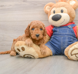 7 week old Mini Goldendoodle Puppy For Sale - Windy City Pups