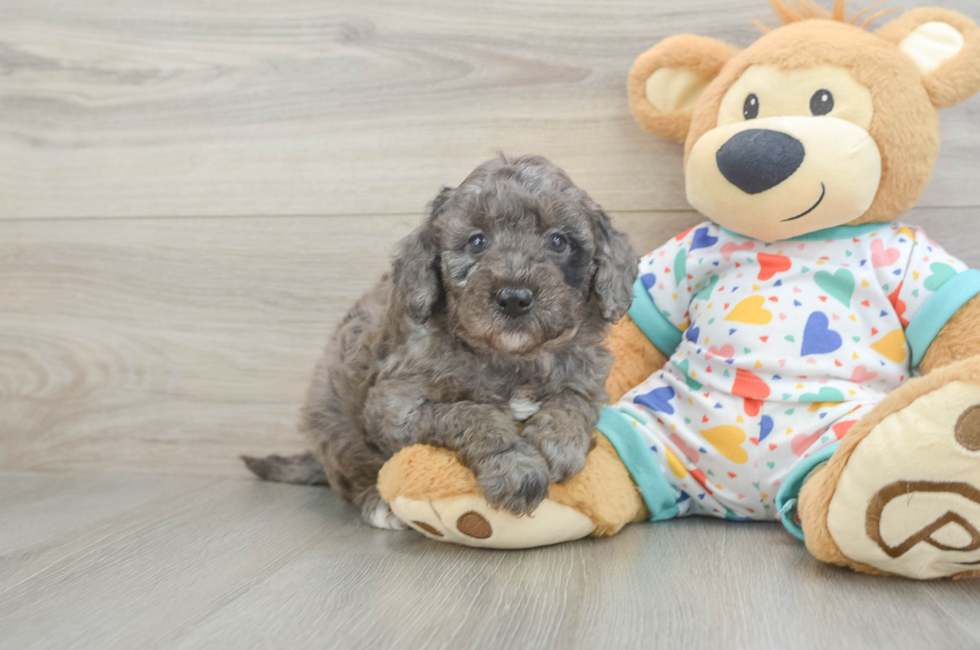 6 week old Mini Goldendoodle Puppy For Sale - Windy City Pups
