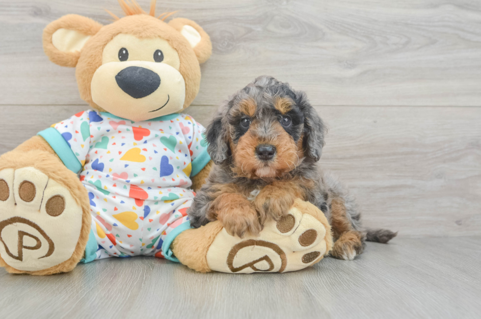 6 week old Mini Goldendoodle Puppy For Sale - Windy City Pups