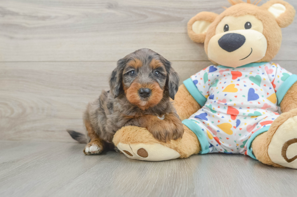 6 week old Mini Goldendoodle Puppy For Sale - Windy City Pups