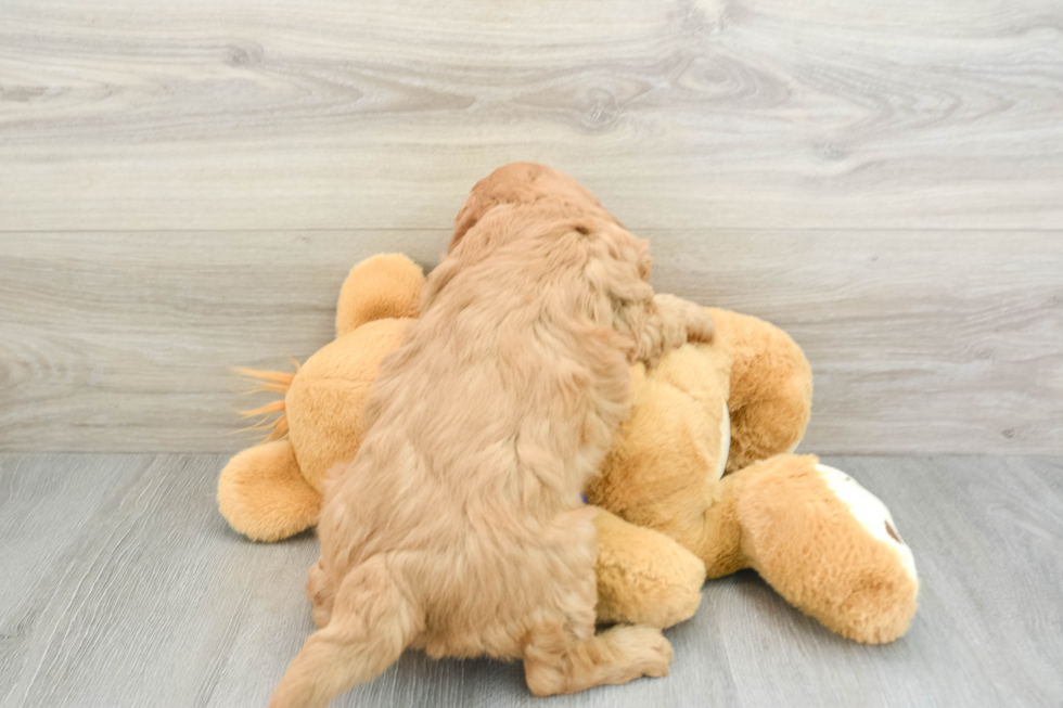 Best Mini Goldendoodle Baby