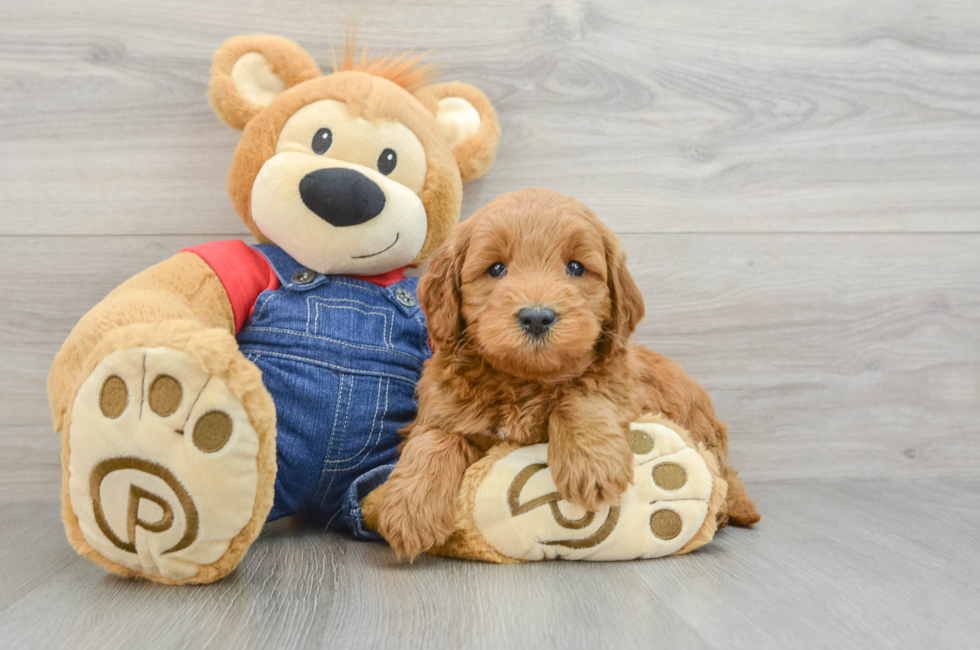 7 week old Mini Goldendoodle Puppy For Sale - Windy City Pups