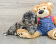 8 week old Mini Goldendoodle Puppy For Sale - Windy City Pups
