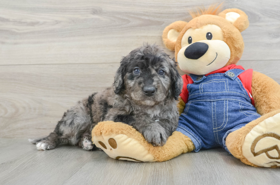 7 week old Mini Goldendoodle Puppy For Sale - Windy City Pups