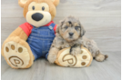 Mini Goldendoodle Puppy for Adoption