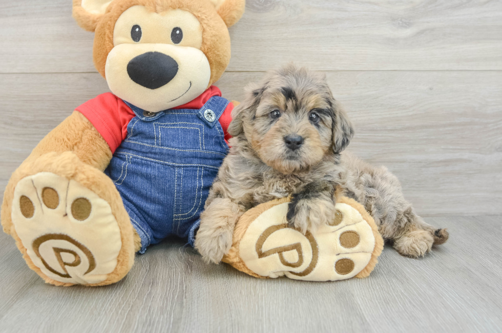 5 week old Mini Goldendoodle Puppy For Sale - Windy City Pups