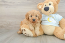 Mini Goldendoodle Pup Being Cute
