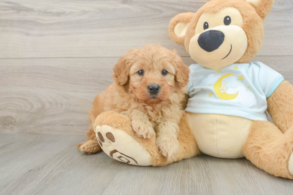 Mini Goldendoodle Pup Being Cute