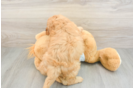 Hypoallergenic Mini Goldiepoo Poodle Mix Puppy