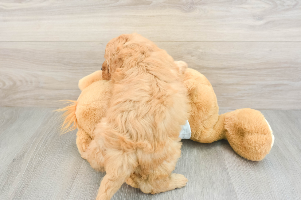 Hypoallergenic Mini Goldiepoo Poodle Mix Puppy