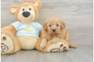 Mini Goldendoodle Pup Being Cute