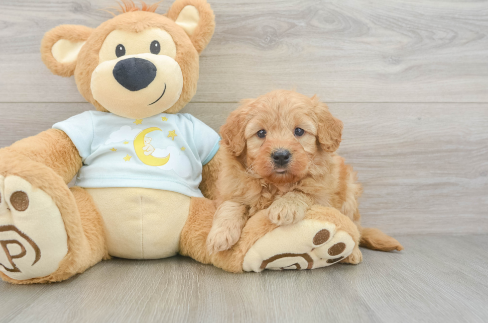 5 week old Mini Goldendoodle Puppy For Sale - Windy City Pups