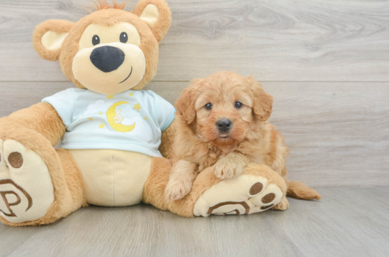 Mini Goldendoodle Pup Being Cute