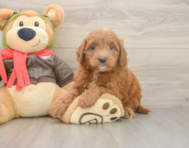 7 week old Mini Goldendoodle Puppy For Sale - Windy City Pups