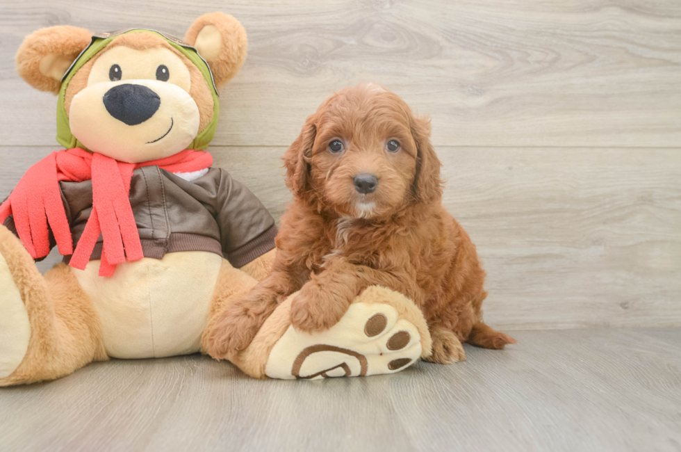 5 week old Mini Goldendoodle Puppy For Sale - Windy City Pups