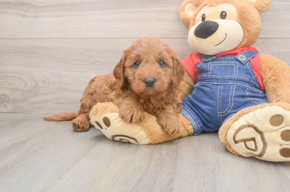 5 week old Mini Goldendoodle Puppy For Sale - Windy City Pups