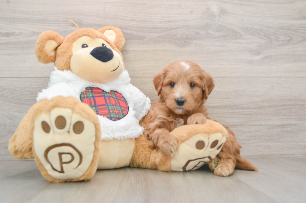 5 week old Mini Goldendoodle Puppy For Sale - Windy City Pups