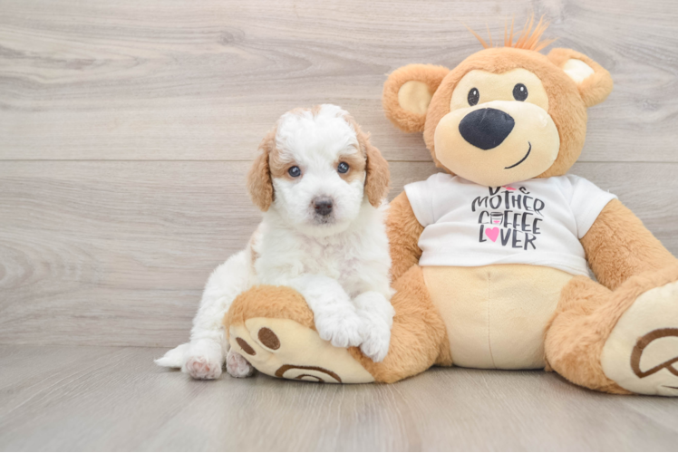 Friendly Mini Goldendoodle Baby