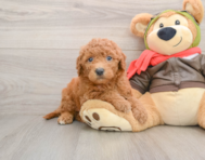 6 week old Mini Goldendoodle Puppy For Sale - Windy City Pups