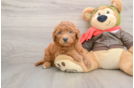 Best Mini Goldendoodle Baby
