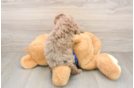 Mini Goldendoodle Pup Being Cute