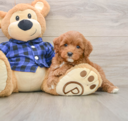 6 week old Mini Goldendoodle Puppy For Sale - Windy City Pups