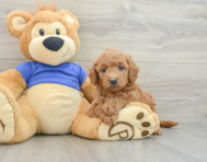 7 week old Mini Goldendoodle Puppy For Sale - Windy City Pups