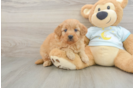 Sweet Mini Goldendoodle Baby