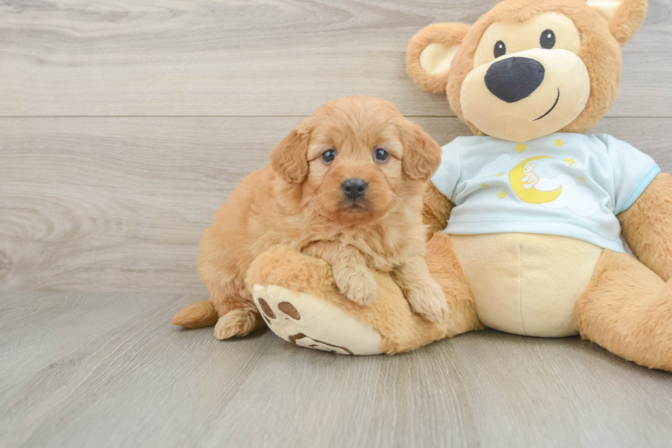 Sweet Mini Goldendoodle Baby