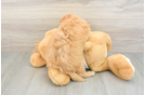 Fluffy Mini Goldendoodle Poodle Mix Pup