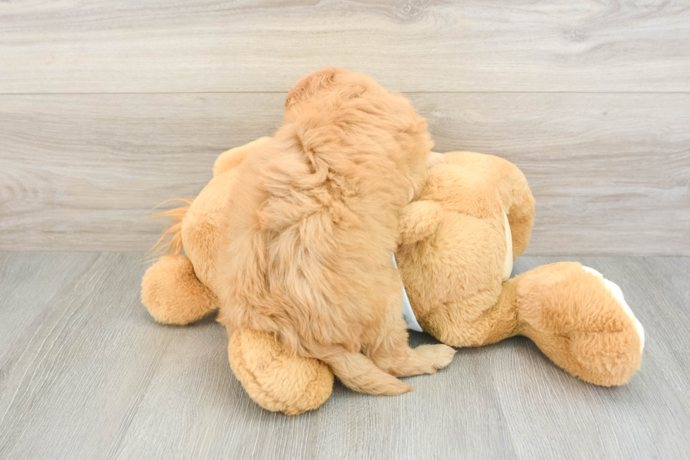Fluffy Mini Goldendoodle Poodle Mix Pup