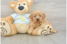 Mini Goldendoodle Pup Being Cute