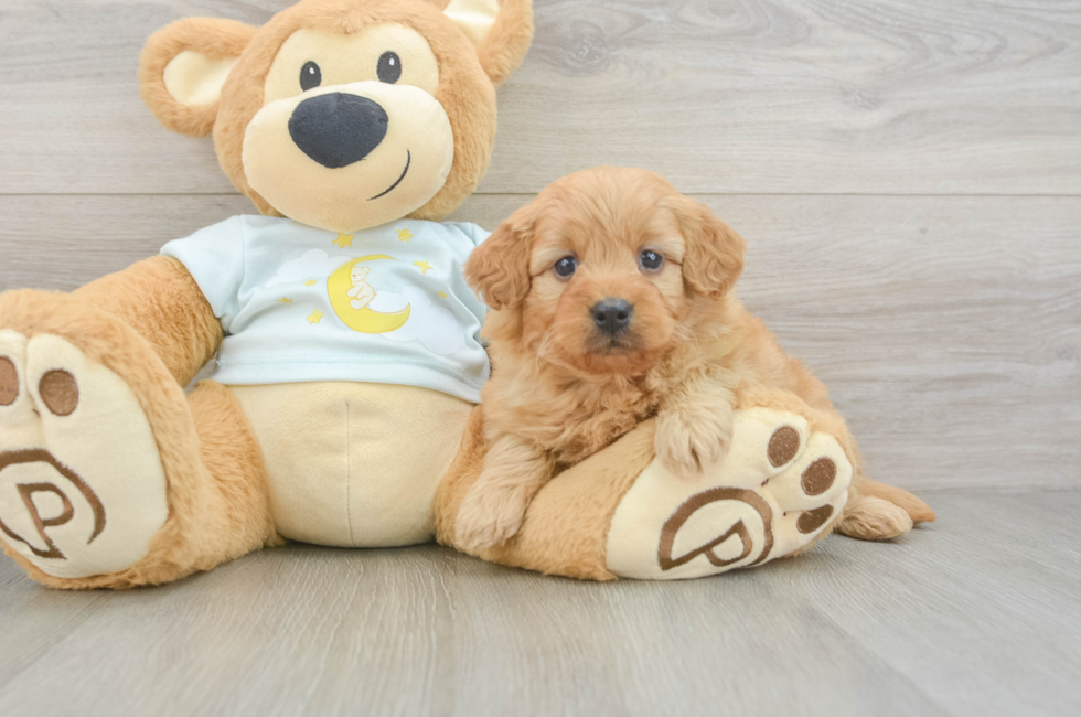 5 week old Mini Goldendoodle Puppy For Sale - Windy City Pups