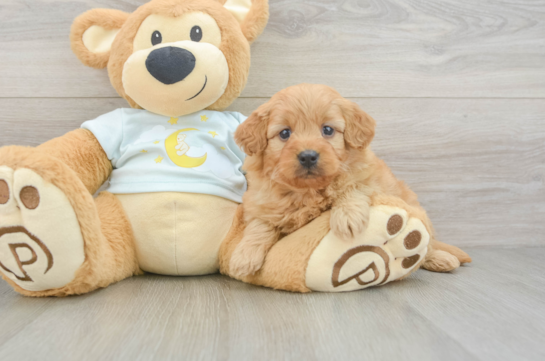 Mini Goldendoodle Pup Being Cute