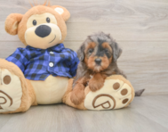 8 week old Mini Goldendoodle Puppy For Sale - Windy City Pups