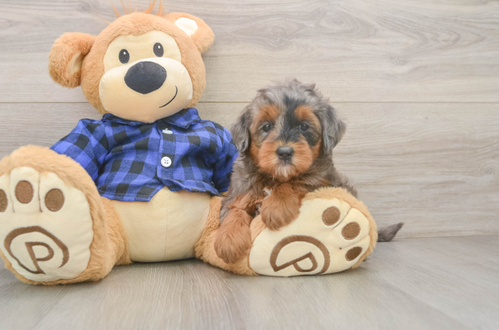 6 week old Mini Goldendoodle Puppy For Sale - Windy City Pups